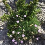 Lomelosia graminifolia habit picture by Matilde Cabrera (cc-by-sa)