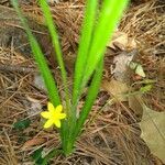 Hypoxis hirsuta leaf picture by Debbye (cc-by-sa)