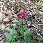 Corydalis cava flower picture by Antje Allner (cc-by-sa)