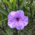 Ruellia simplex flower picture by Makoto Makoto (cc-by-sa)