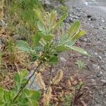 Salix cinerea habit picture by Yoan MARTIN (cc-by-sa)