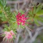 Darwinia fascicularis flower picture by Jian Chen (cc-by-sa)