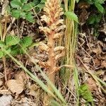 Orobanche flava habit picture by thsnielsen (cc-by-sa)