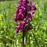 Dactylorhiza sambucina flower picture by Friedrich Birkhan (cc-by-sa)