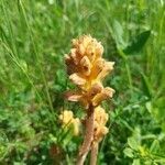 Orobanche lutea flower picture by Ondřej Mistát (cc-by-sa)