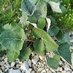 Petasites paradoxus habit picture by Mladen Glavic (cc-by-sa)