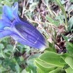 Gentiana acaulis habit picture by Denis Bastianelli (cc-by-sa)