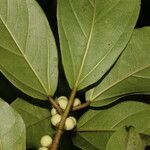 Ficus colubrinae leaf picture by Nelson Zamora Villalobos (cc-by-nc)