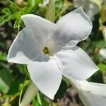 Mandevilla laxa flower picture by Trap Hers (cc-by-sa)