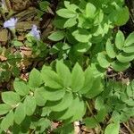 Polemonium reptans leaf picture by steven Levenberg (cc-by-sa)