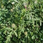 Hibiscus trionum habit picture by Katelin Thomas (cc-by-sa)