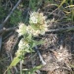 Phacelia heterophylla flower picture by RasaSol (cc-by-sa)