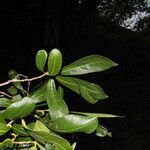 Diospyros acapulcensis leaf picture by Nelson Zamora Villalobos (cc-by-nc)