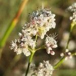 Eriogonum elatum flower picture by Bob Ben (cc-by-sa)