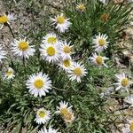 Erigeron vetensis flower picture by Edward Camp (cc-by-sa)