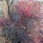 Cotoneaster horizontalis fruit picture by bokilo (cc-by-sa)