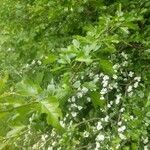 Crataegus laevigata habit picture by peternschmitt (cc-by-sa)