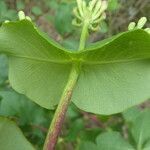 Lonicera etrusca leaf picture by Llandrich anna (cc-by-sa)