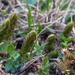 Selaginella selaginoides leaf picture by Fabien Anthelme (cc-by-sa)