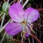 Rhexia virginica flower picture by Todd Schnakenberg (cc-by-sa)