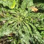 Echium asperrimum habit picture by Ada R. (cc-by-sa)