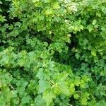 Ribes alpinum habit picture by Alfredo Venturo (cc-by-sa)