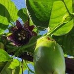 Passiflora quadrangularis flower picture by carole lacaille (cc-by-sa)