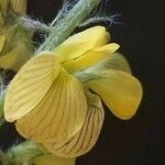 Crotalaria chrysochlora flower picture by susan brown (cc-by-sa)