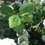 Spiraea media leaf picture by nina popovic (cc-by-sa)