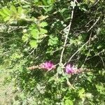 Indigofera heterantha flower picture by Bilal Bilal Ahmad Shiekh (cc-by-sa)