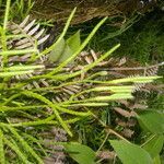 Lycopodium thyoides leaf picture by Nelson Zamora Villalobos (cc-by-nc)