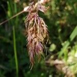 Poa bulbosa flower picture by Vincent Laugier (cc-by-sa)