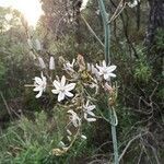 Asphodelus ramosus habit picture by Delgado Higueras Javier (cc-by-sa)