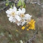 Pyrus spinosa flower picture by too ka (cc-by-sa)