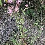 Eupatorium cannabinum habit picture by Stéphanie Aït Larbi (cc-by-sa)