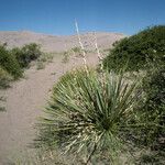 Yucca glauca habit picture by Daniel Barthelemy (cc-by-nc)