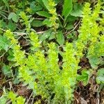 Cruciata glabra leaf picture by Lucia Orsega (cc-by-sa)