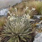 Espeletiopsis colombiana habit picture by Fabien Anthelme (cc-by-sa)