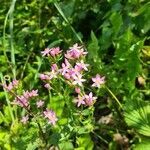 Centaurium erythraea flower picture by Martin Hána (cc-by-sa)