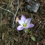 Crocus carpetanus flower picture by Molina Angel (cc-by-sa)