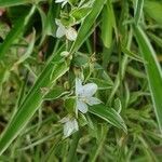 Chlorophytum comosum flower picture by Mama Wimbo (cc-by-sa)