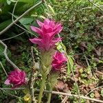 Curcuma aromatica flower picture by Pradhan Khushi (cc-by-sa)