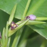 Thalia geniculata flower picture by Nelson Zamora Villalobos (cc-by-nc)