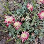 Eriogonum thymoides flower picture by Michael Finch (cc-by-sa)