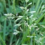 Poa annua flower picture by Laurent Brillard (cc-by-sa)