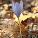 Crocus pulchellus flower picture by Rossen Vassilev (cc-by-sa)