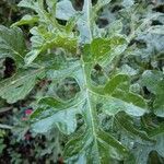 Solanum linnaeanum leaf picture by O Ralillo Xavi (cc-by-sa)