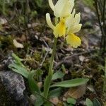 Orchis pauciflora habit picture by Szabolcs Frater (cc-by-sa)