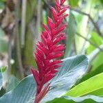 Alpinia purpurata flower picture by Daniel Barthelemy (cc-by-sa)