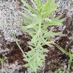 Linaria purpurea habit picture by Pazzaglia Aron (cc-by-sa)